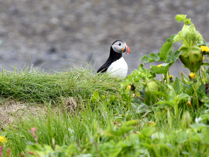 "Island - Licht & Schatten einer Motorradreise" - Live-Reisevortrag