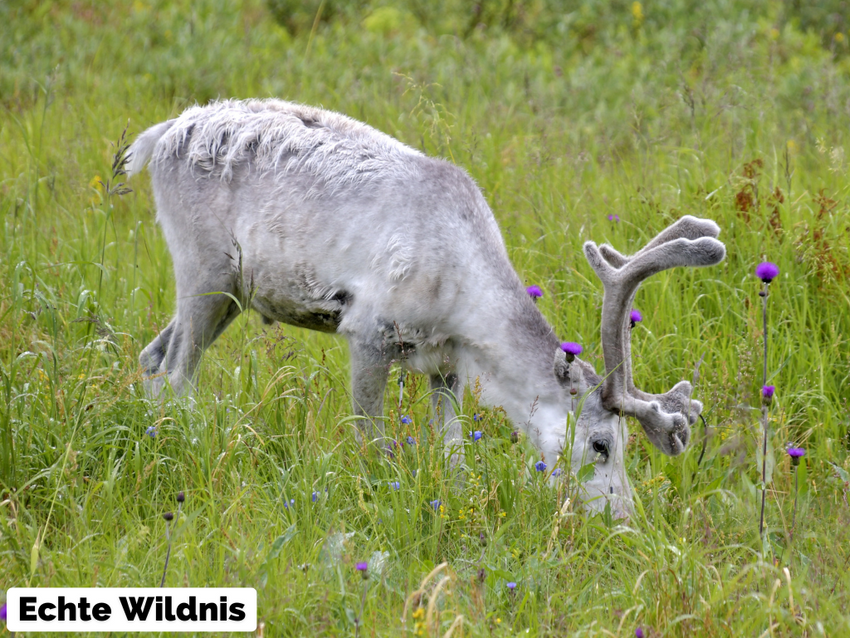 GPX-Datei: Süd- und Mittelschweden - Die schönsten Motorradregionen im Land der Elche und tausend Seen