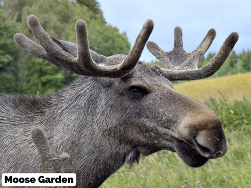 GPX-Datei: Motorradtour rund um Östersund - Das Bilderbuch-Schweden