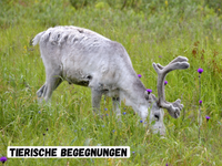 GS-Enthusiasten Nordkap-Tour 2027: Reise ans Ende des Kontinents